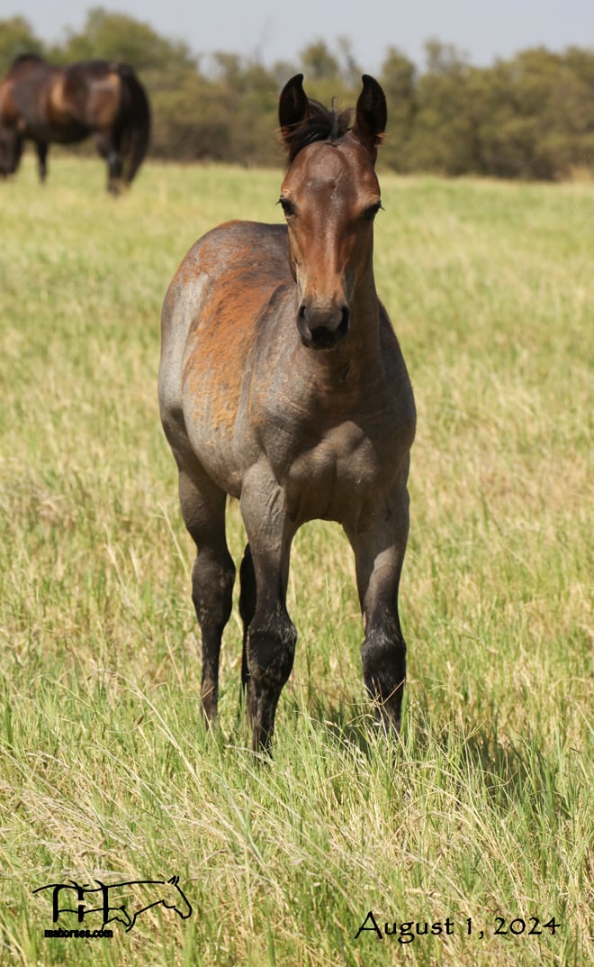 Trixie Leo Hancock's 2024 Roan Filly